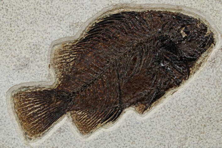Detailed Fossil Fish (Cockerellites) - Wyoming #349264